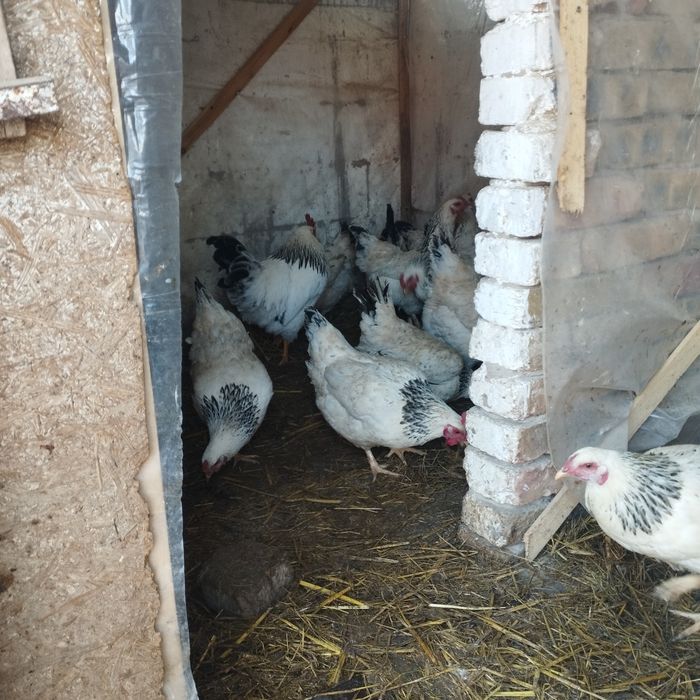 Продам куры домашние