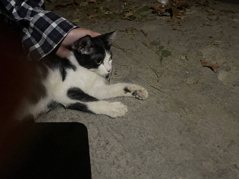 Кошечка в добрые руки