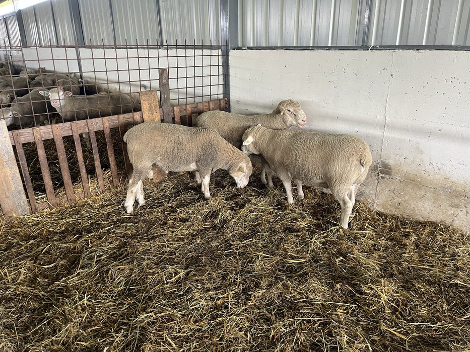 Berbeci rasă de carne île de france