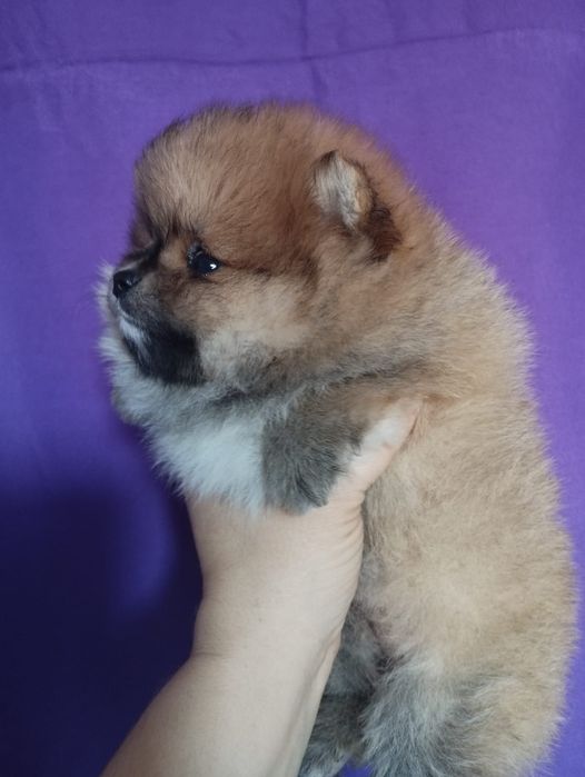 Продам щенков шпица