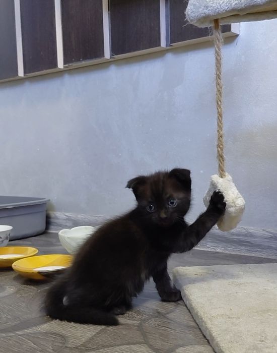 Вислоухий шотландский котенок