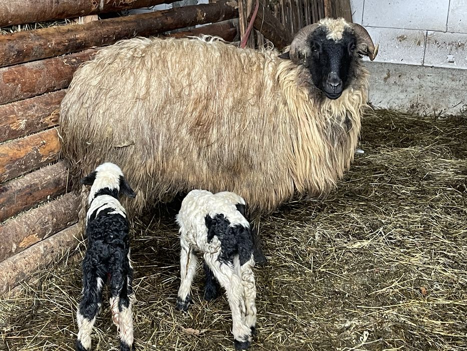 Oi de vanzare(noateni)