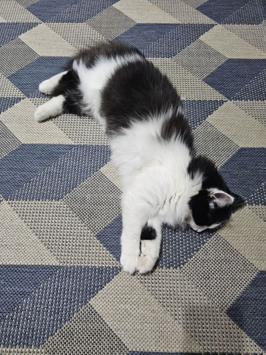 Буся в добрые ручки.