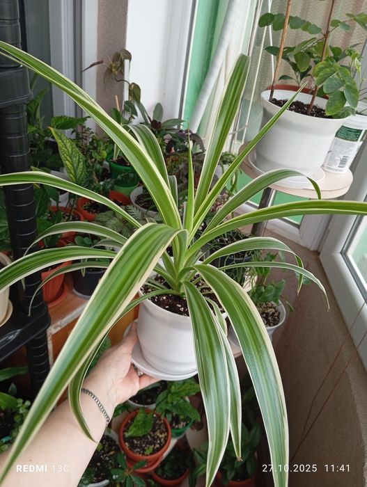 Продам цветы комнатные