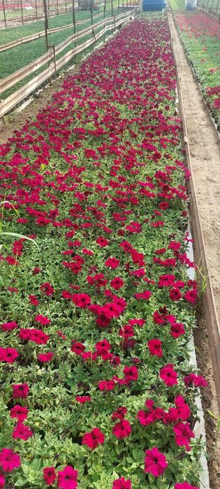 Pituniya. Петуния