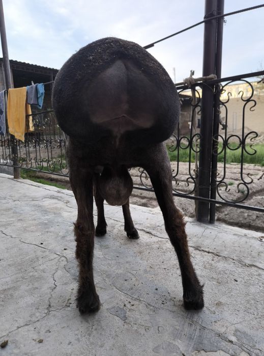 Qizil kashtan qochqor sotiladi