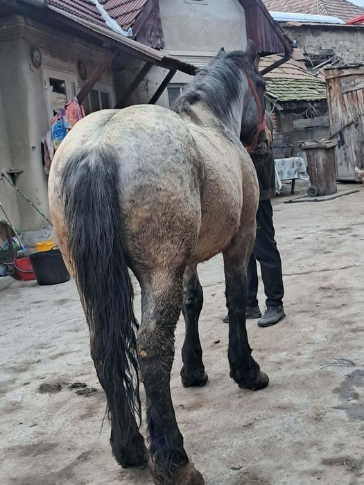 vand manz de 3 anii garantat de ham