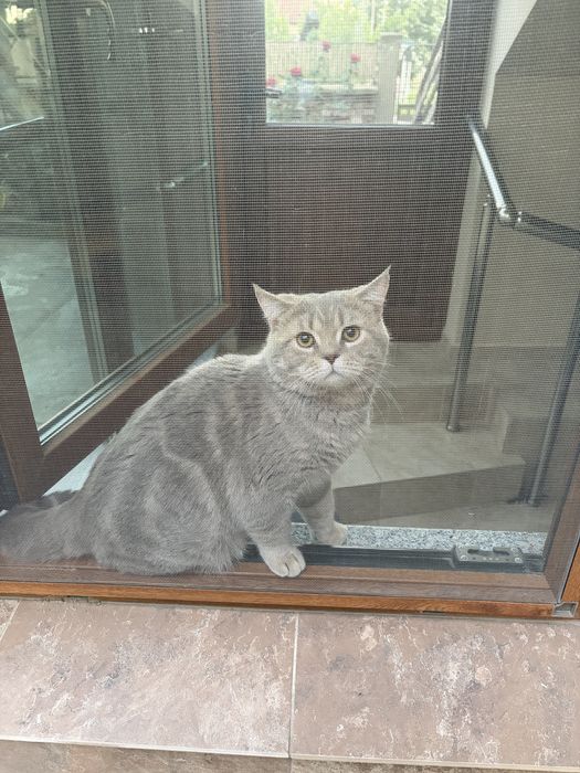 Подарявам породисто коте