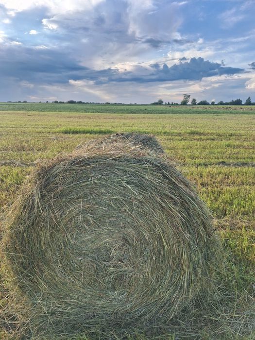 Продам рулоны сено 200кг