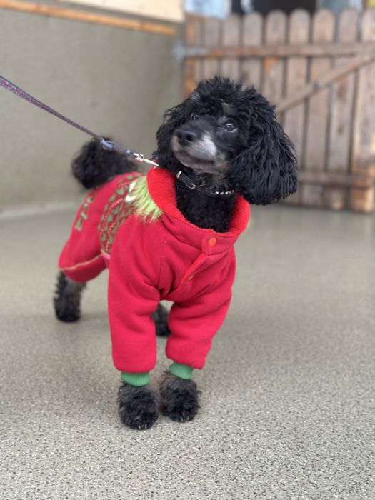 Пудель фантом, подросток