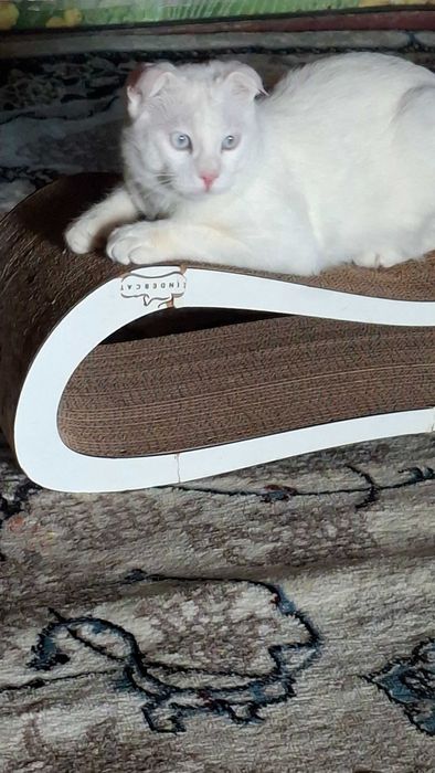 Скотиш- фолд продажа