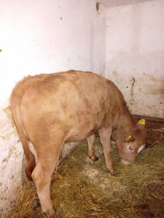 Vând vițea Limousin