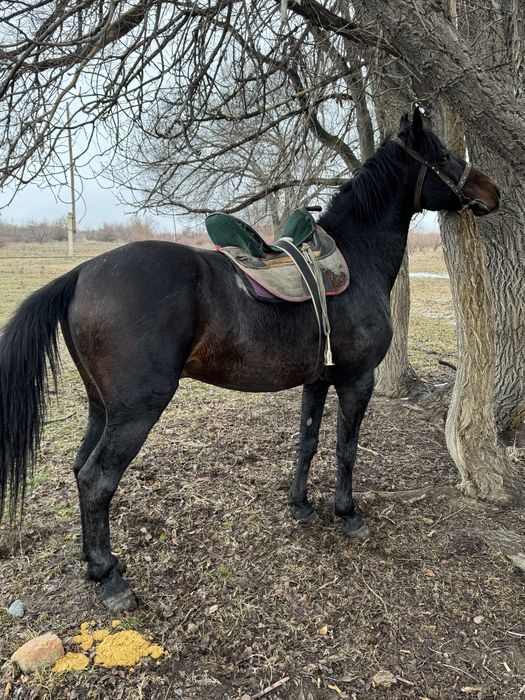 Айғыр сатыладыыы