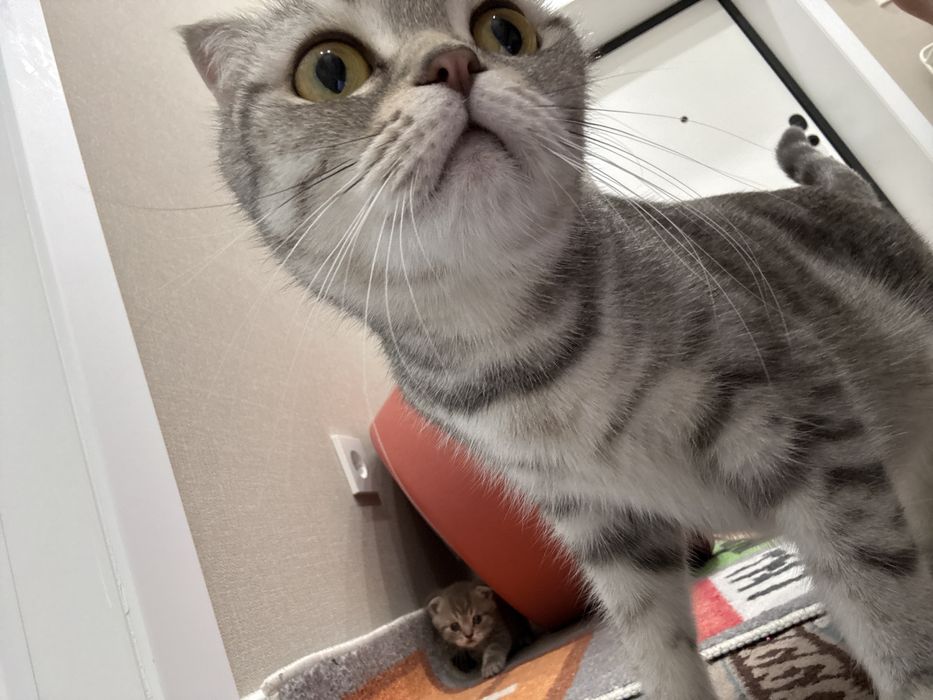 Кошка шотландская вислоухая