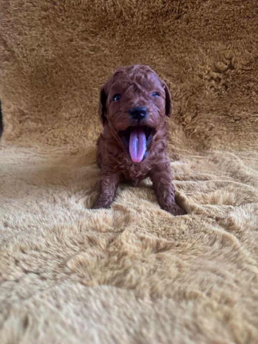 Fetiță Poodle, pui, foarte jucăușă și afectuoasă