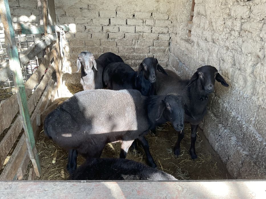 Qöchqorla sotiladi. Qöy göshi 40-50 kg gacga tosh bosadi