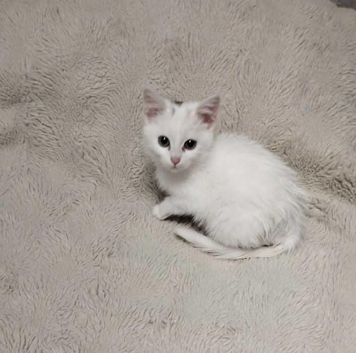 Отдадим кошечку в хорошие руки.