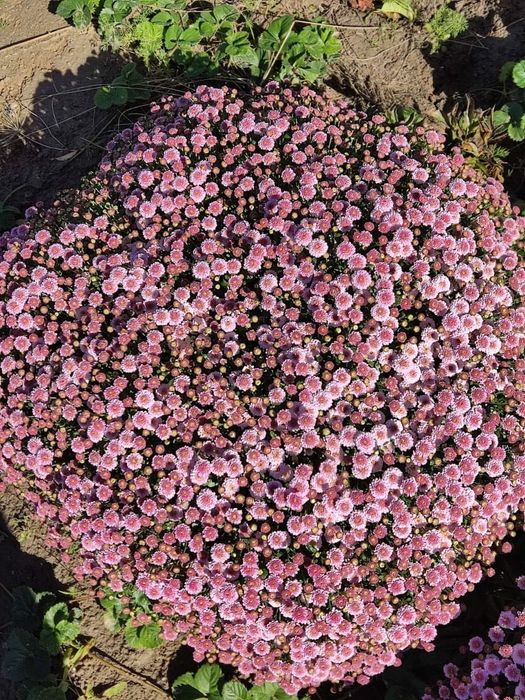 Местные  саженцы