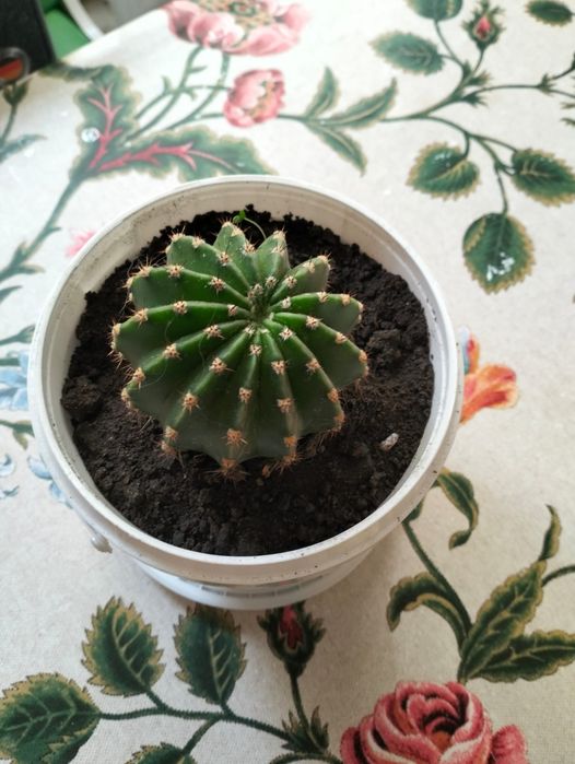 Продам кактус и каланхоэ.