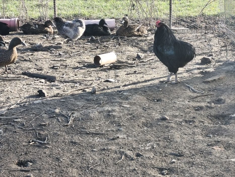 Ouă Araucana/Olive pentru incubat