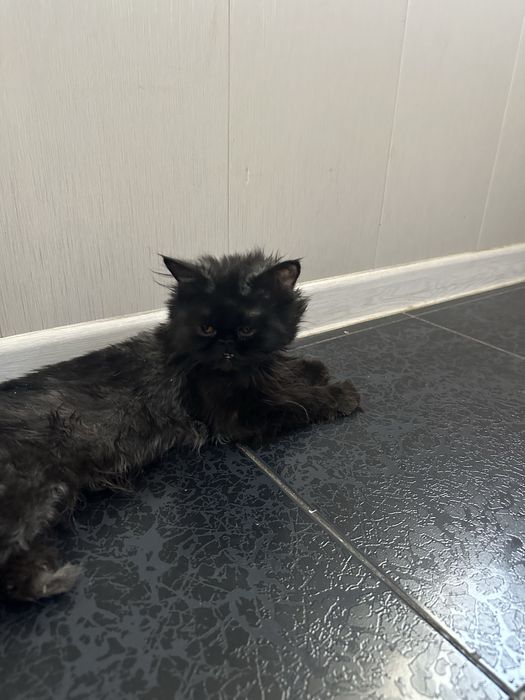 кошка пародистая