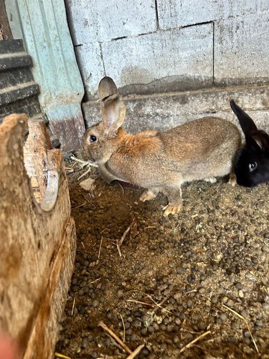 Продам Кроликов Срочно