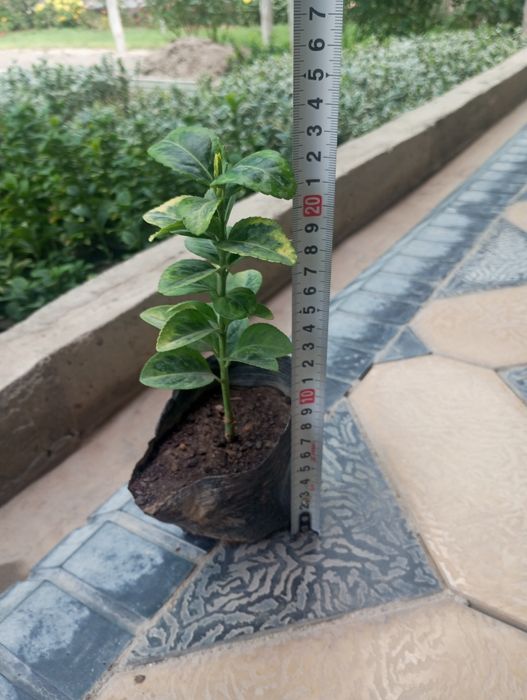 Шамшодь кочатлари бересклет, ейономус