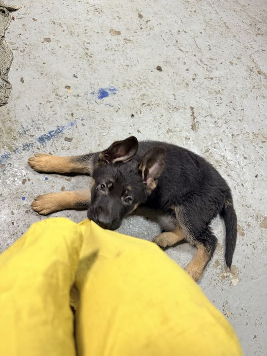 Немецкая овчарка