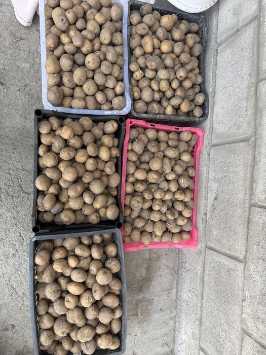 Продам Семена картошки