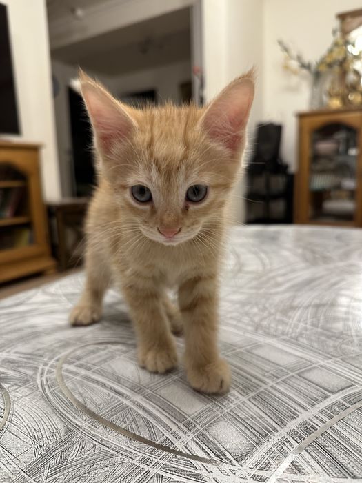 Продаются пушистые котята