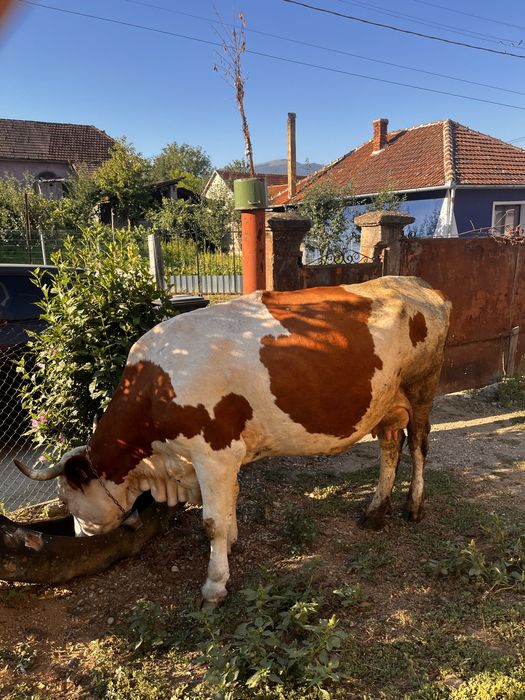 vaca de vanzare