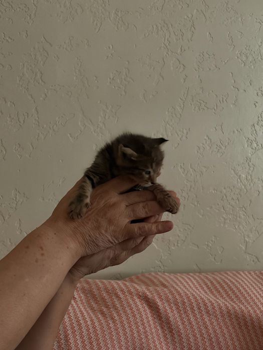 Котёночек девочка! отдадим в любящие руки
