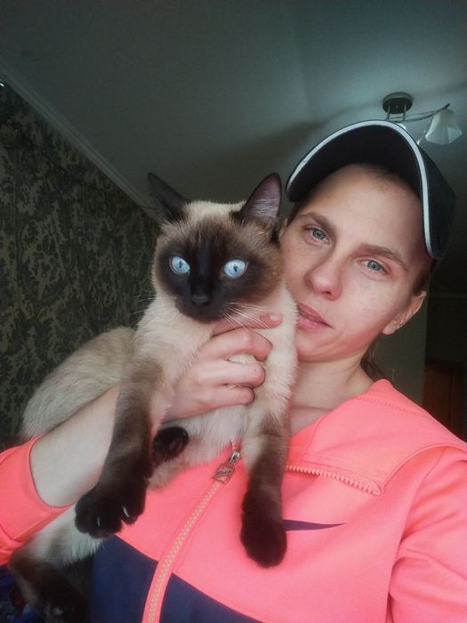 Пропала сиамская кошка девочка