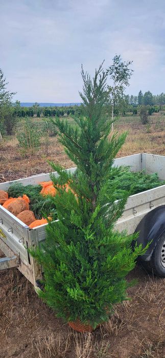 Gard viu Cupressociparis Leylandii- Pepiniera Calugareni