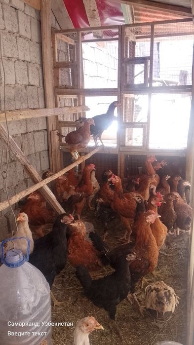 Tovuklar va xorozlar sotiladi optom srochna