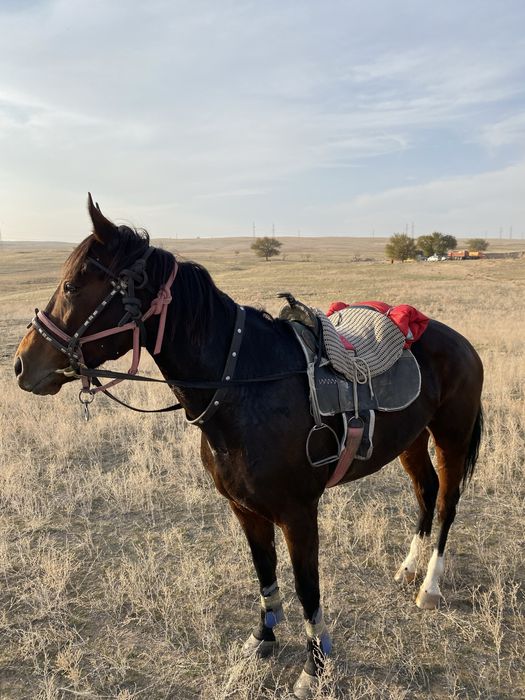 Пішпе ат сатылады