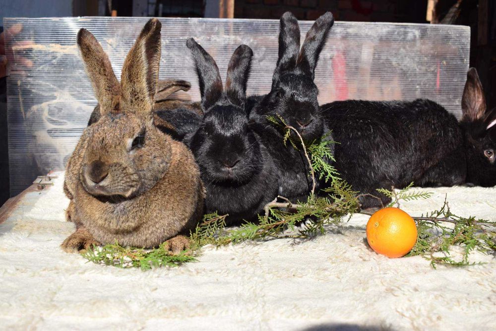 Продавам мъжки и женски зайци за разплод