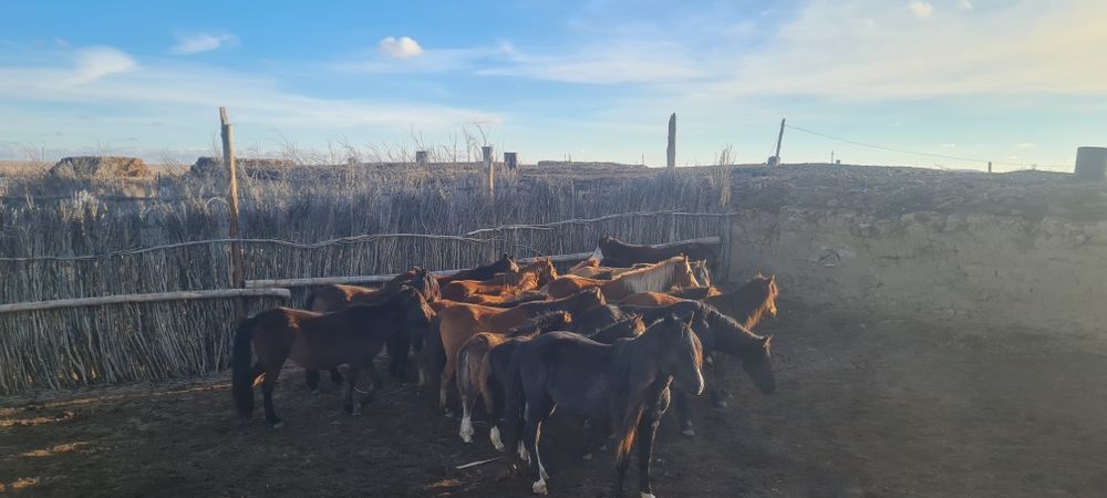 Жылқы сатылады 19бас