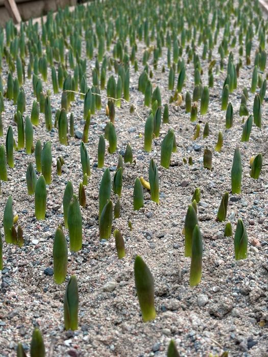 Тюльпаны оптом к 8 марта и 14 февраля.