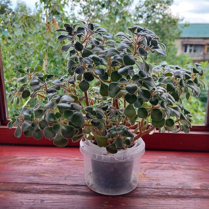 Продам  аихризон