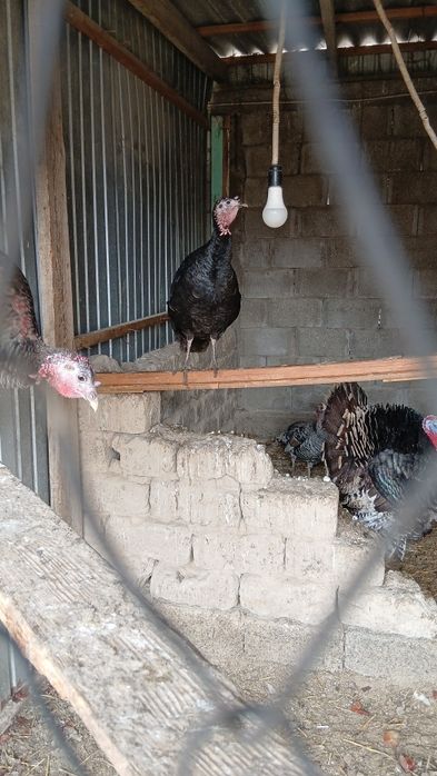 Продам ундюков ..