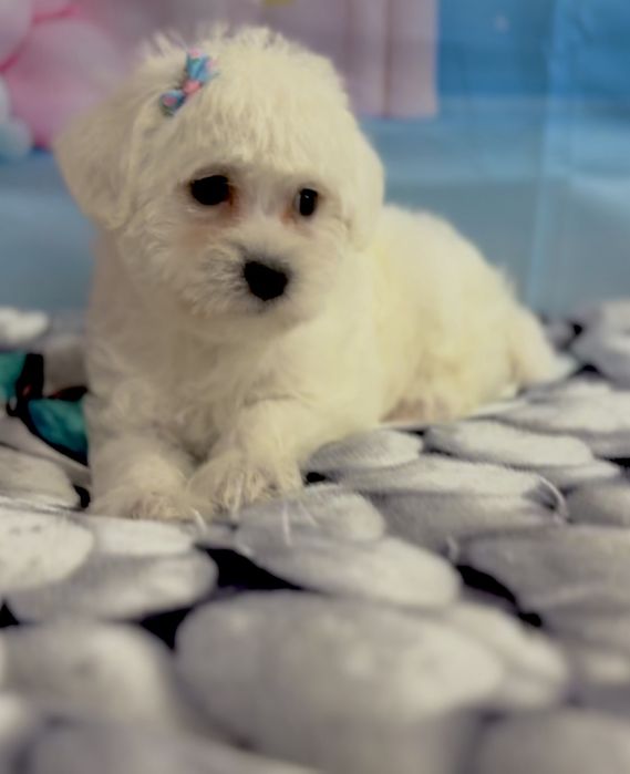 Пудел мини Малтипу – мъжко и женско