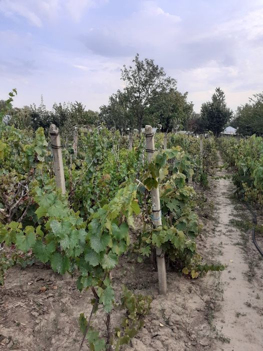 Casa Ciuslea Vrancea