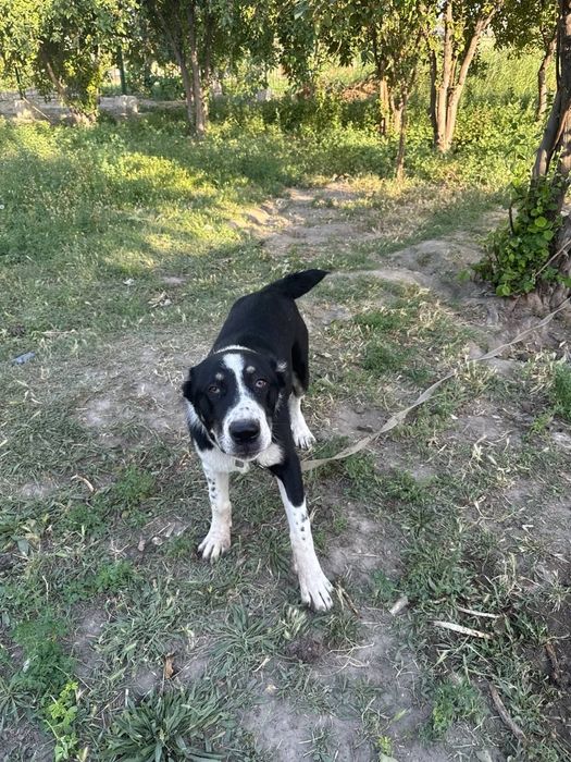 Туркман зотли ит