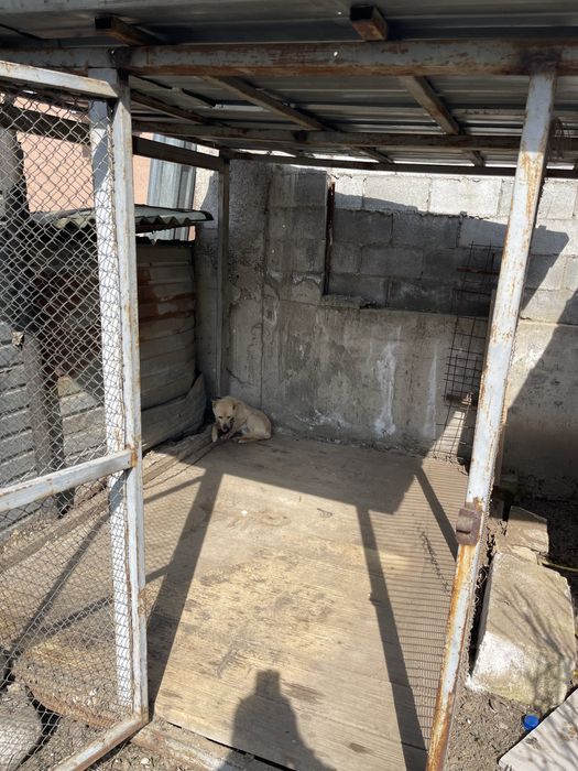 Вальер для собак