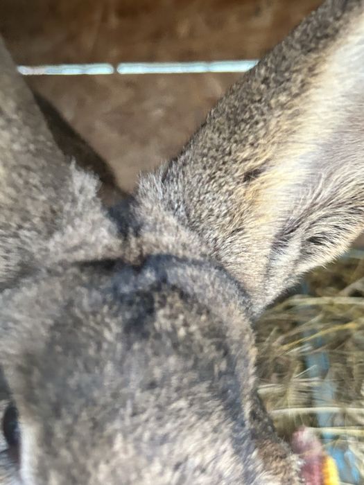 Iepuri mari pret 80 de lei de rasa