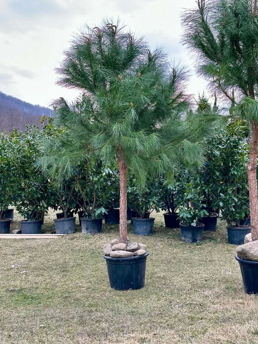 Plante de Exterior Rezistente la Ger – Orice Comandă cu Montaj