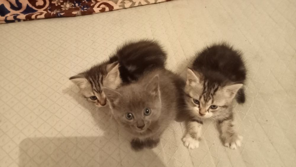 2 девочка 1 малчик   маленки