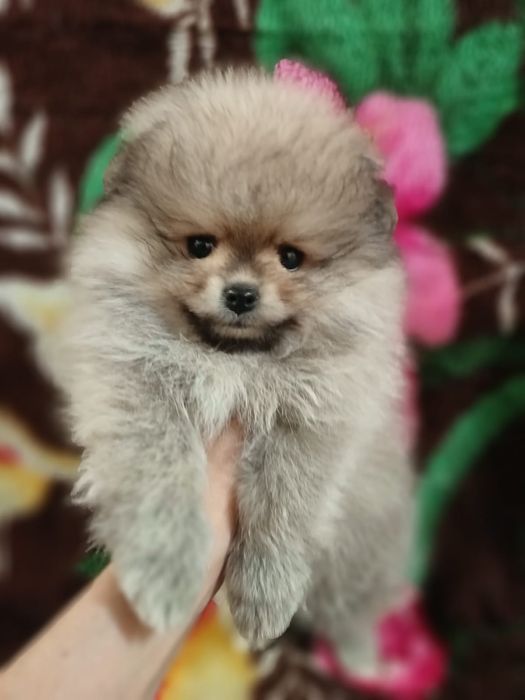 Очаровательные малыши Шпица