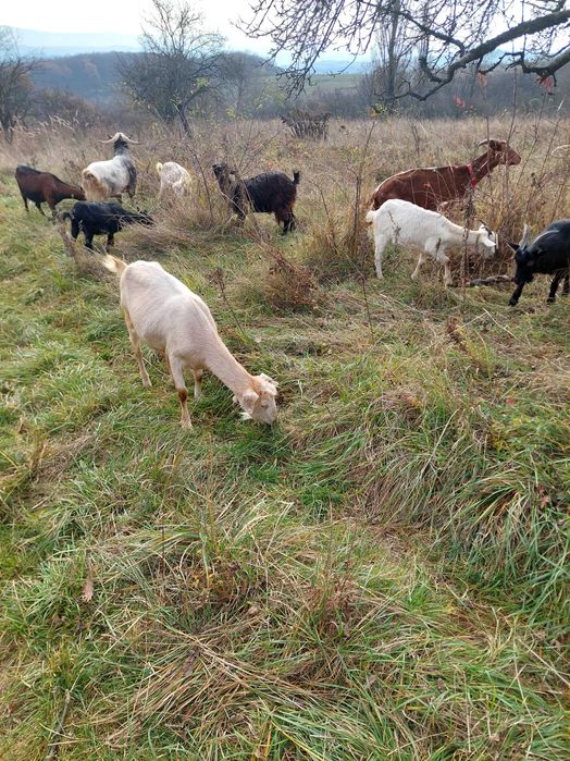 Vand capre rasa metis de tugenburg si metis de maruciano granadina
